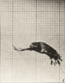 Plate 769 American eagle flying — figure reference